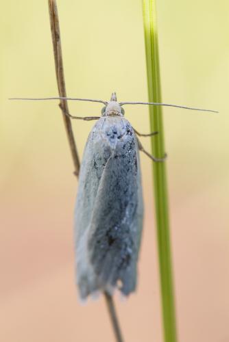 Réf. 168 191 : Selagia argyrella