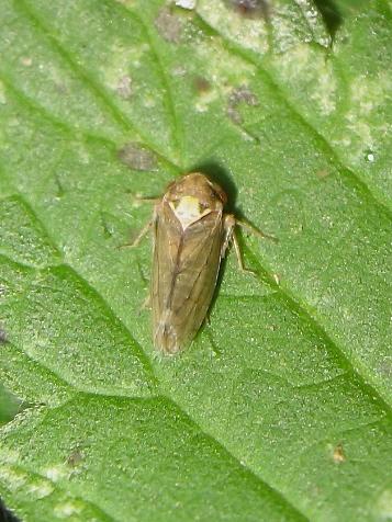 Réf. 168 022 : Macropsis scutellata