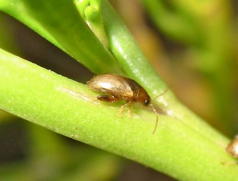 Psylliodes marcida
