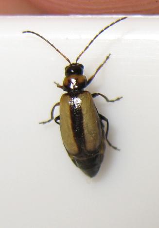 Calomicrus circumfusus