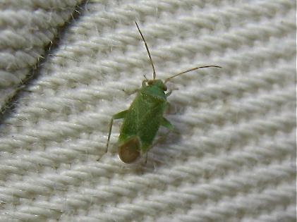 Orthotylus caprai