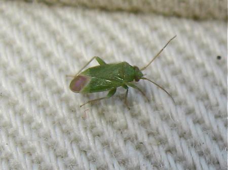 Orthotylus caprai