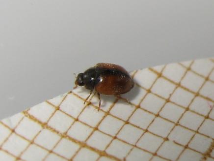 Réf. 168 442 : Scymnus interruptus