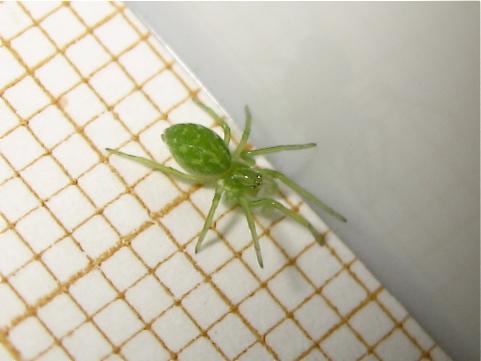 Nigma walckenaeri