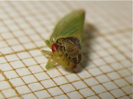 Réf. 168 613 : Iassus lanio