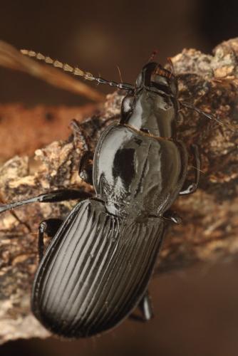 Réf. 168 888 : Pterostichus melanarius