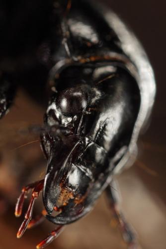 Réf. 168 889 : Pterostichus melanarius