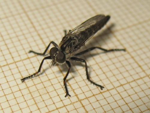Tolmerus sp.