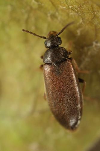 Scraptia dubia