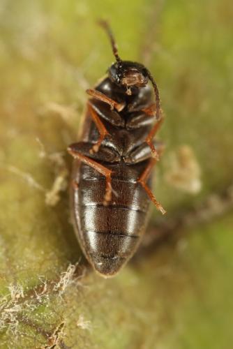 Scraptia dubia