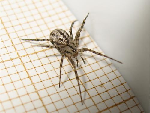 Réf. 168 974 : Stemonyphantes lineatus