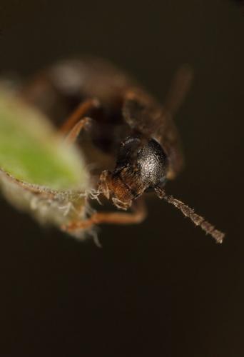Scraptia dubia