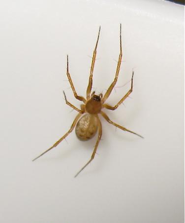Réf. 168 975 : Tenuiphantes sp.