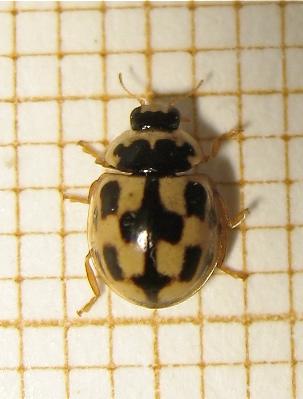 Propylea quatuordecimpunctata