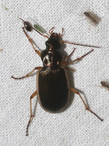 Réf. 168 279 : Chlaenius spoliatus