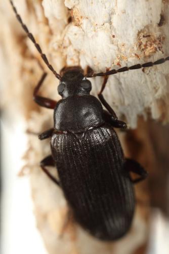 Allecula rhenana