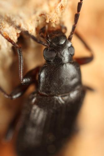 Allecula rhenana