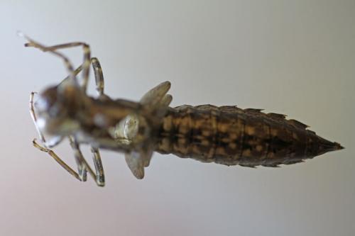 Réf. 168 080 : Aeshna grandis