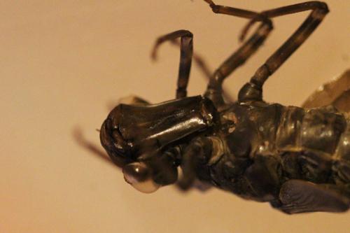 Aeshna grandis