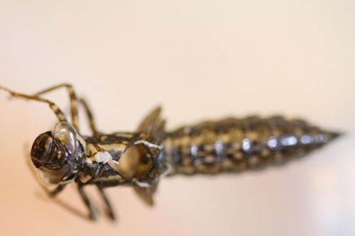 Aeshna grandis