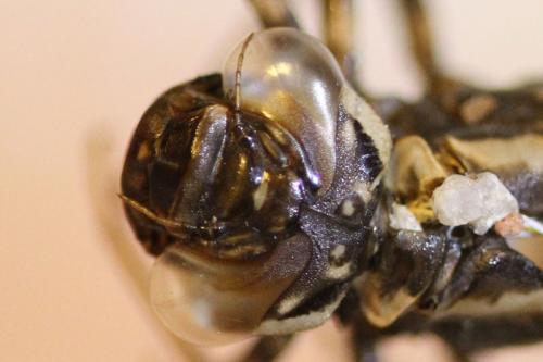 Aeshna grandis