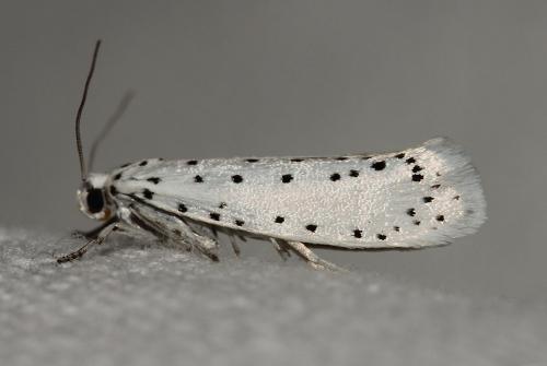 Yponomeuta sp.