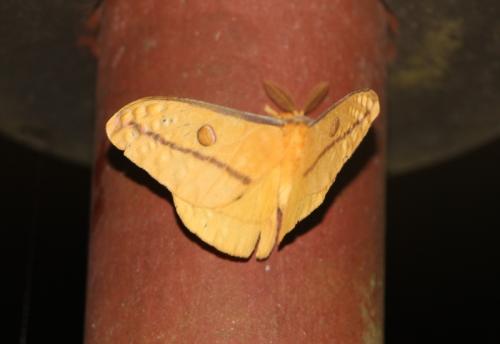 Opodiphthera sp.