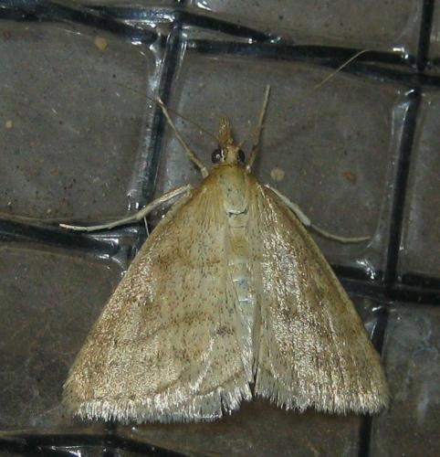 Psammotis pulveralis