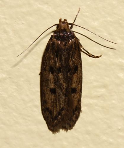 Hofmannophila pseudospretella