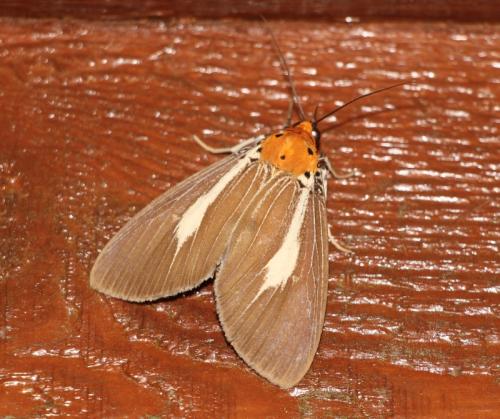 Asota heliconia