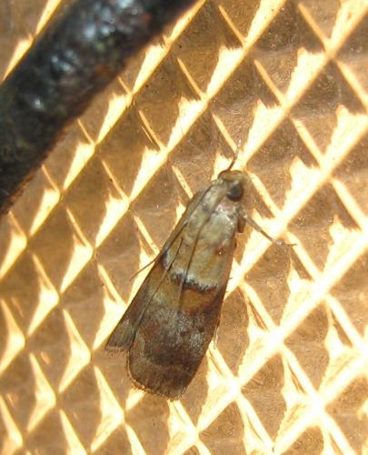Acrobasis tumidana