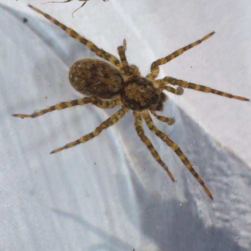 Arctosa sp.