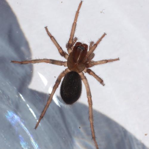Amaurobius sp.