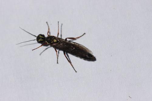 Xiphydria sp.