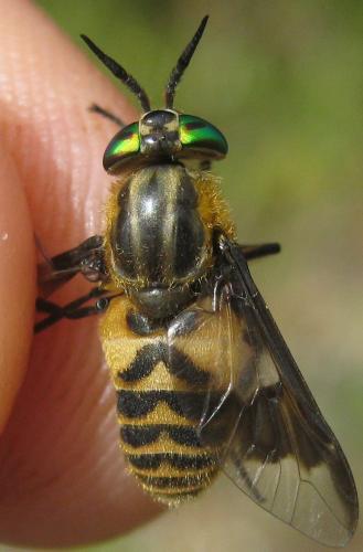 Réf. 168 583 : Chrysops divaricatus
