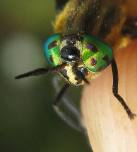 Réf. 168 582 : Chrysops divaricatus