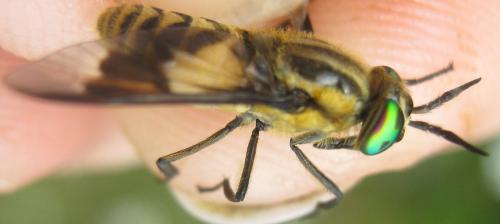 Chrysops divaricatus