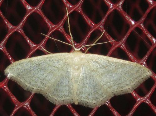 Réf. 168 745 : Idaea sp.