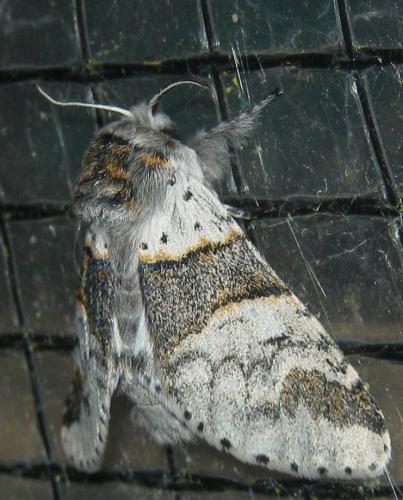 Furcula sp.