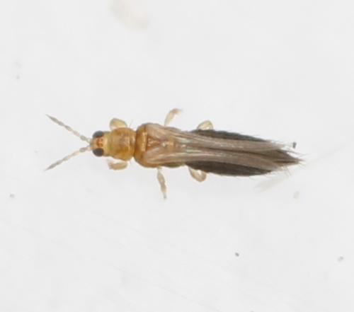 Thrips major