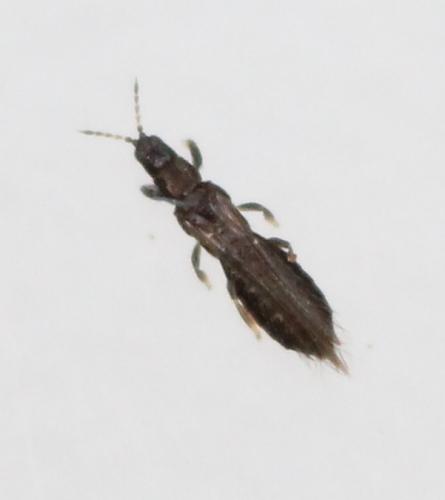 Réf. 168 660 : Limothrips cerealium