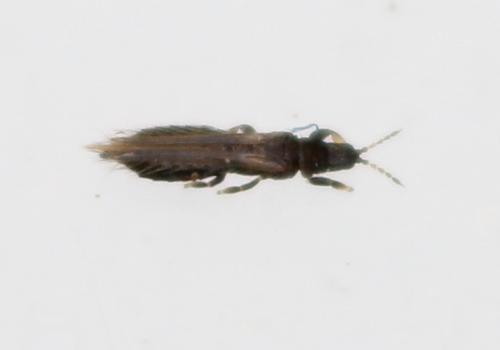 Réf. 168 661 : Limothrips cerealium