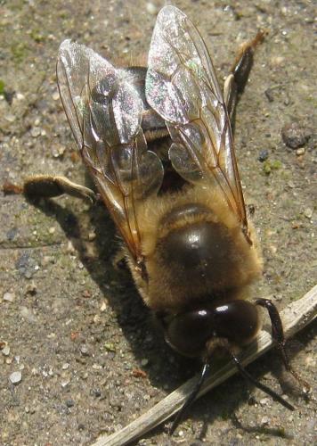 Apis mellifera