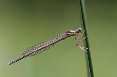 Platycnemis pennipes