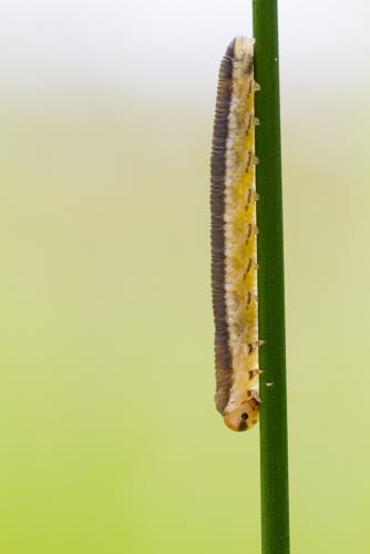Dolerus sp.