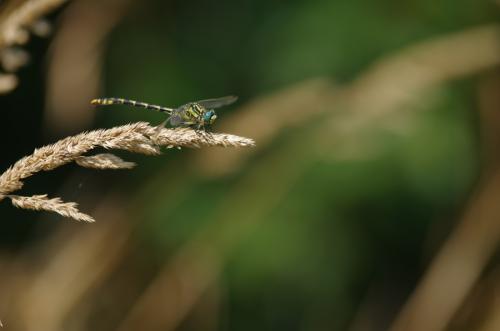 Onychogomphus uncatus