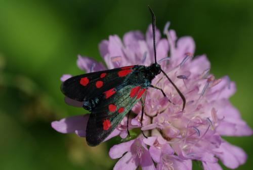Zygaena lonicerae