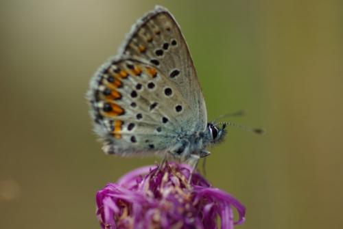 Réf. 168 233 : Plebejus idas