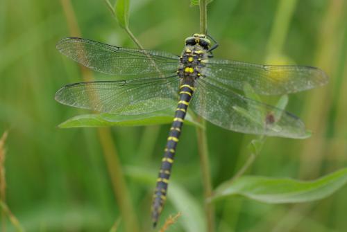 Cordulegaster boltonii