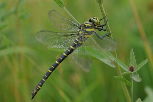 Cordulegaster boltonii